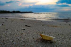 seashell on the beach in the evening. Selective focus photo