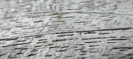 Close up of wood texture. Abstract background and texture for design. photo