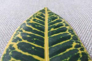 Close up of green and yellow variegated leaf of croton plant photo