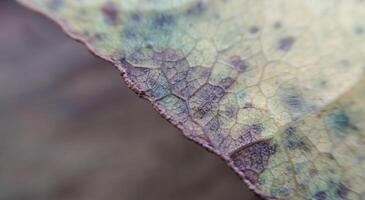 Close up of dry leaf texture in autumn season. Macro shot. photo