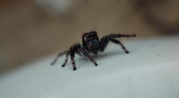 jumping spider macro close up shot, low depth of field. photo