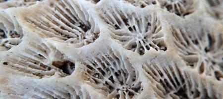 Close up of a dead coral in the sea, shallow depth of field photo