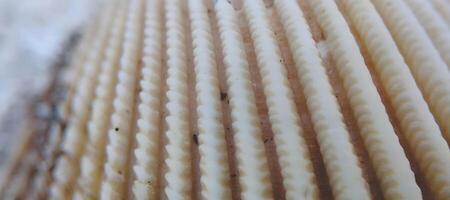 Macro shot of a sea shell. Shallow depth of field. photo