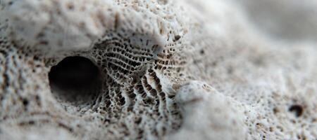 de cerca de blanco coral en el playa, superficial profundidad de campo foto