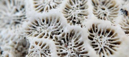 Close up of white coral on the beach. photo