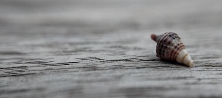 Seashell on a wooden background. Close-up. Selective focus. photo