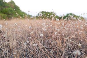 seco césped flor en el campo con naturaleza antecedentes foto