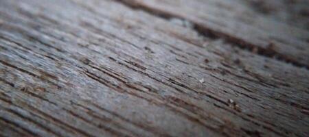 Close up of wood texture. Abstract background and texture for design. photo