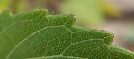 verde hoja macro cerca arriba antecedentes alto calidad foto