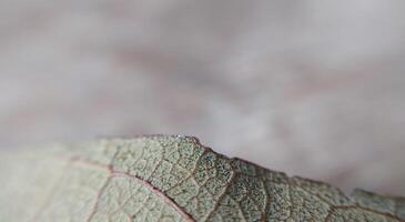 Dry leaf macro closeup. Natural background with copy space. photo