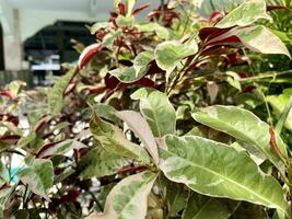 Photos of red leaf ornamental plants, photos of garden flowers, photos of natural green.