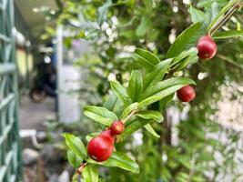 Blossoming Red Berry Plant with Green Leaves, Red golden panda. Flower close up of red golden penda flower. photo