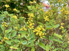 The grace of yellow tiny flowers, indonesian, photo