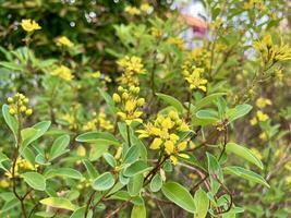 el gracia de amarillo minúsculo flores, indonesio, foto