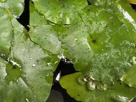 Lotus agriculture farm, lotus plant in the pond, lotus planting for flower picking, raindrop on green leaf, photo