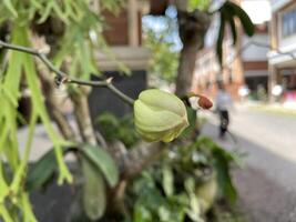 Sour sop bud transforms into tiny fruit, Blooming apple tree with green foliage and ripe fruit photo