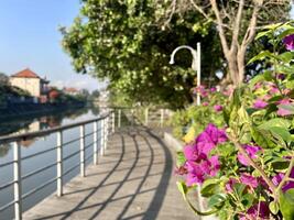 Pink flower in garden and river view photo