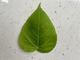 Closeup of green leaf isolated on white background photo