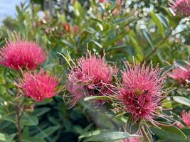 de cerca de floración planta con Fresco verde follaje, rojo dorado pendiente xantostemón crisanto florecer floreciente en rama con verde naturaleza borroso antecedentes foto