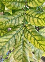 Citrus plant showing Zinc deficiency symptoms, green leaf vein closeup, full frame beauty in nature. photo