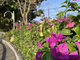 Vibrant pink flower blooming in a lush green garden. photo