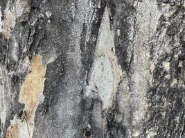 ladrar de el árbol, arrugado y duro. pino en invierno con un grueso y seco madera foto