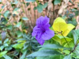 Purple flower close up background photo