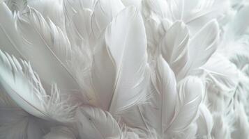 AI generated White Feather Background. Peace, Bird, Calm, Wallpaper, Angel, Soft, Gentle, Delicate photo