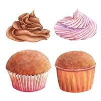 Cupcake muffin cream watercolor drawing set chocolate fruit in nice paper. Cake bakery tasty dessert illustration. Birthday celebration pastry aquarelle picture isolated on white background vector