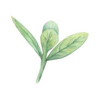 Grass twig leaves watercolor drawing. Field spring plant green illustration. Olive cranberry branch isolated white background vector