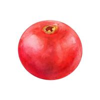 Cranberry berry pomegranate watercolor drawing. Juicy delisious cowberry fruit summer illustration. Sweet sour vitamin aquarelle picture isolated on white background vector