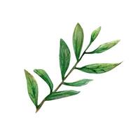 Branch twig leaves watercolor drawing. Field spring plant green illustration. Olive cranberry stick isolated white background vector