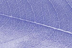 Macro leaf texture purple colorized with beautiful relief facture of plant, close up macro photo