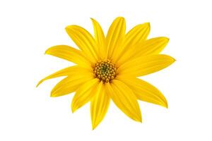 Topinambur yellow flower Jerusalem artichoke one flowerhead with yellow petals on white background photo