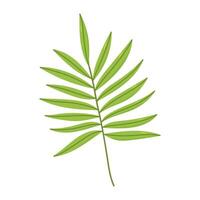 Tropical leaf isolated on white background. Vector hand-drawn illustration. Perfect for logo, cards, decorations, various designs. Botanical clipart.