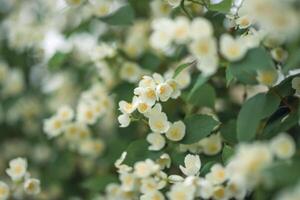 Close-up of white jasmine flowers in the garden. A flowering jasmine bush on a sunny summer day. T photo