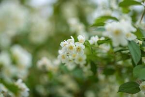 de cerca de blanco jazmín flores en el jardín. un floración jazmín arbusto en un soleado verano día. t foto