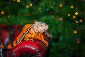 un rojo iguana un grande herbívoro lagartija de el iguana familia con continuar alas. foto