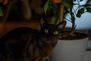 un real adulto marrón gato en el ventana entre el plantas en el noche ligero. foto