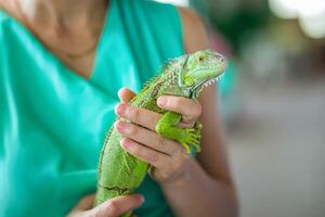 A green iguana in close-up, an animal in close-up in the hands of a man. photo