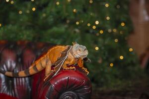 un rojo iguana un grande herbívoro lagartija de el iguana familia con continuar alas. foto