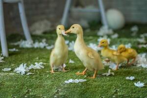 The ducks are at home. Light and dark ducklings walk freely. Close-up, top view, a group of adorable little yellow ducklings. photo