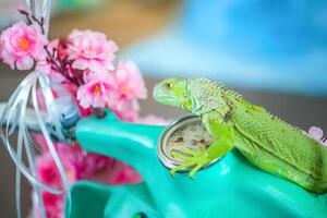 Green iguana close-up, animal close-up. photo