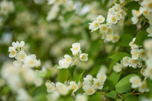 Close-up of white jasmine flowers in the garden. A flowering jasmine bush on a sunny summer day. T photo