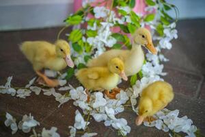 The ducks are at home. Light and dark ducklings walk freely. Close-up, top view, a group of adorable little yellow ducklings. photo