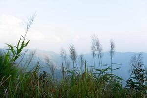 el primer plano es cubierto con césped. paisaje ver de montaña rangos forrado arriba antecedentes. debajo niebla cubre el cielo. a phu langka Phayao provincia de tailandia foto