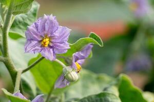 Purple eggplant flowers blooming on the tree. Blurred of tree and flower of eggplant. photo