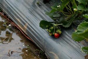 fresa creciente en un invernadero. frutas ese son cubierto con el plastico a evitar malas hierbas. foto