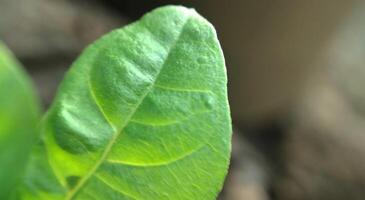 Close up view of green leaf in the garden. Natural background. photo