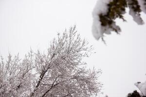 nieve cubierto arboles en el invierno bosque foto